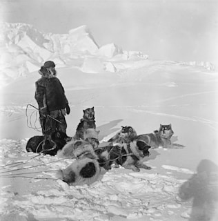 Close-up of a young musher’s hands gently guiding the lead dog with body movements on a crisp snowy day.