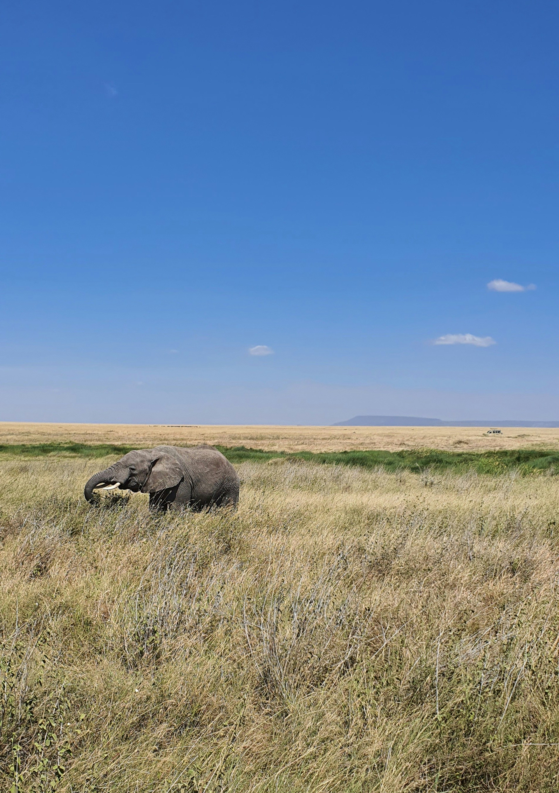 an elephant is standing in a field of tall grass