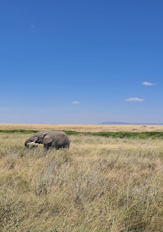 an elephant is standing in a field of tall grass