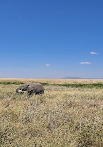 an elephant is standing in a field of tall grass