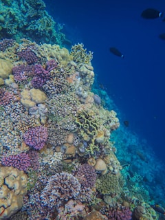 Vibrant coral reef with a variety of colorful corals in different shapes and sizes, surrounded by clear blue water. A few black fish swim near the reef.