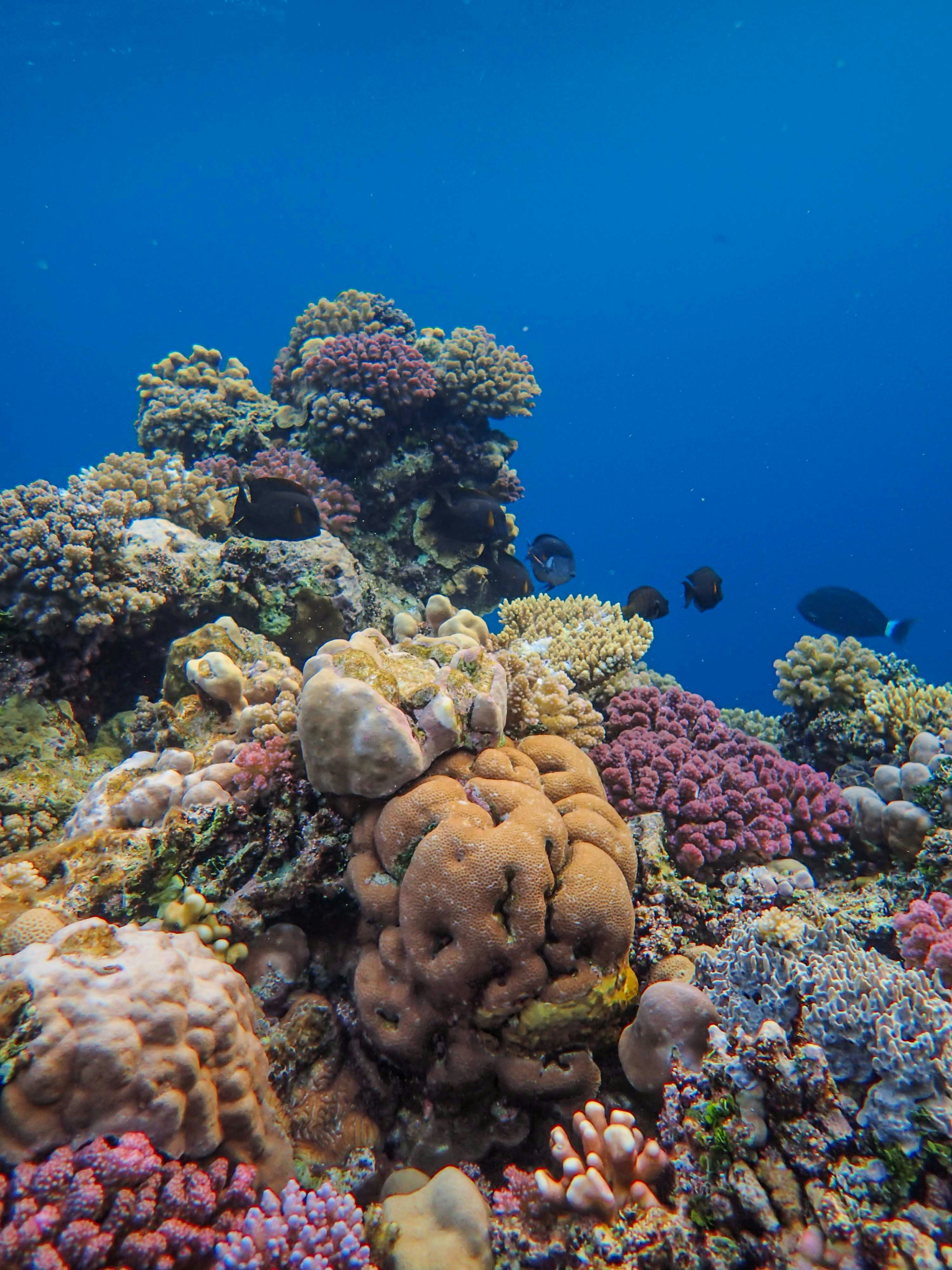 Imagen de unsplash de Francesco Ungaro