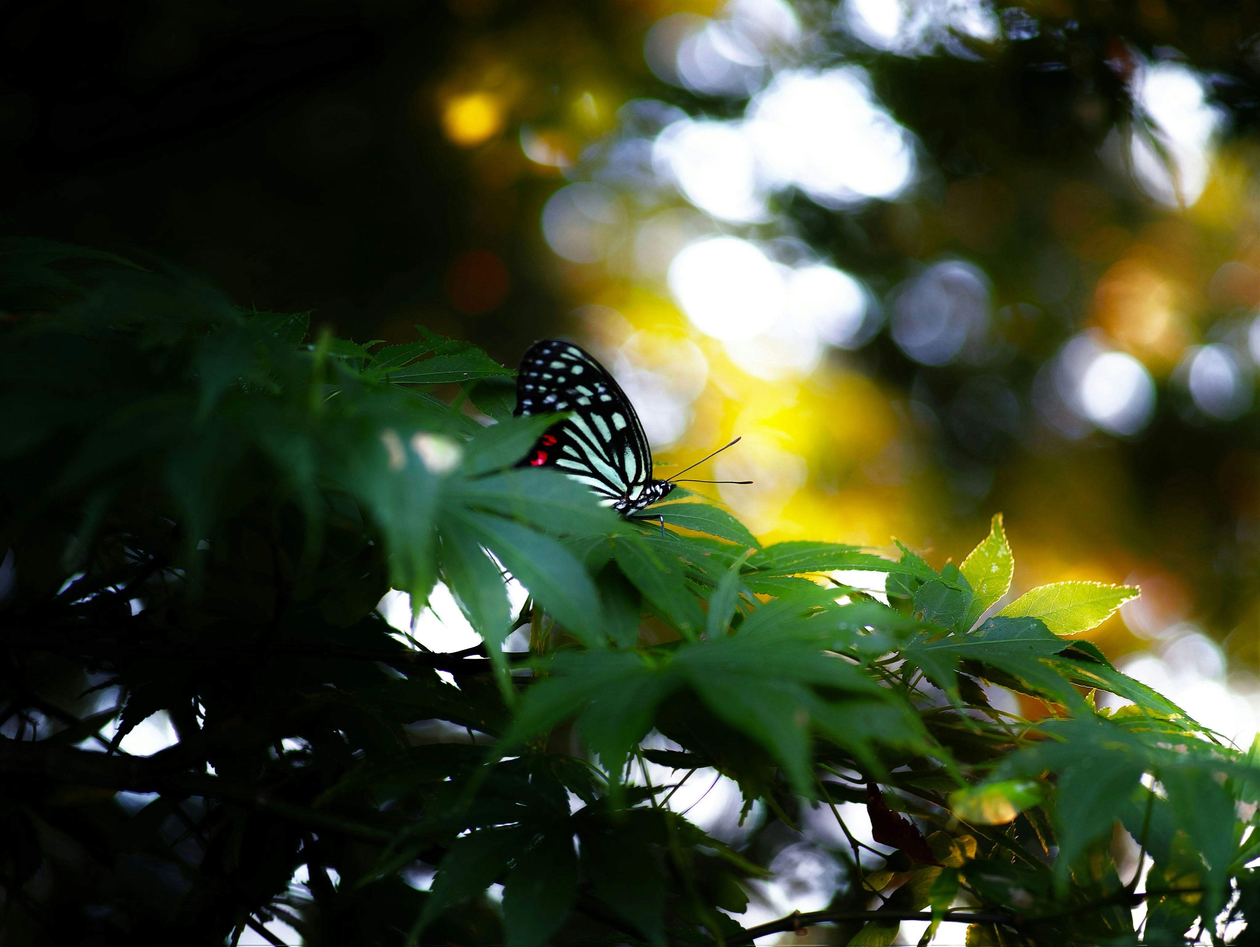 Photo by emmylight022