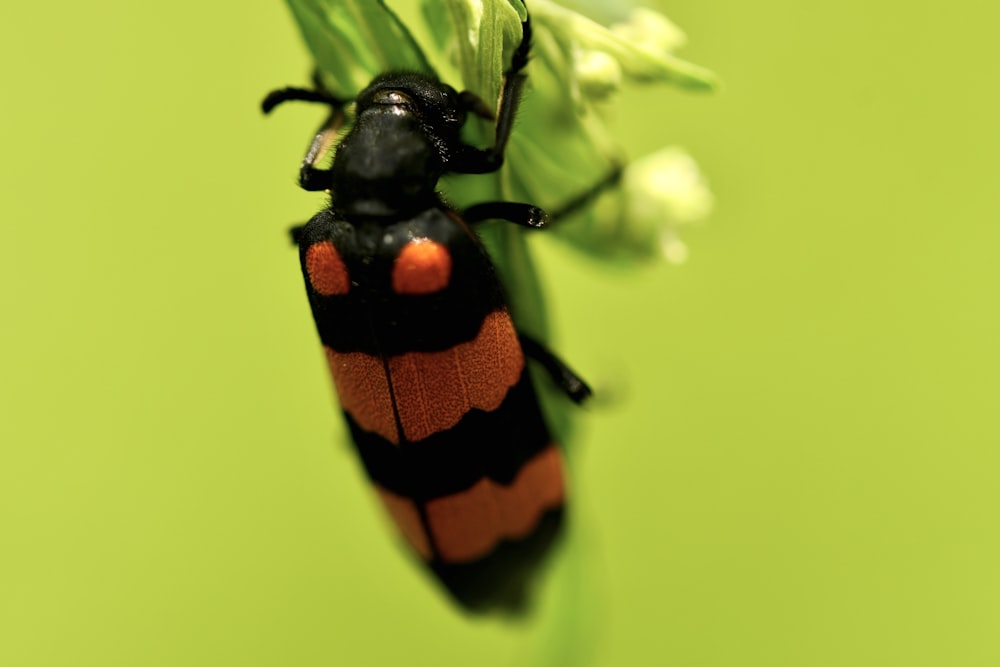 a close up of a bug on a flower