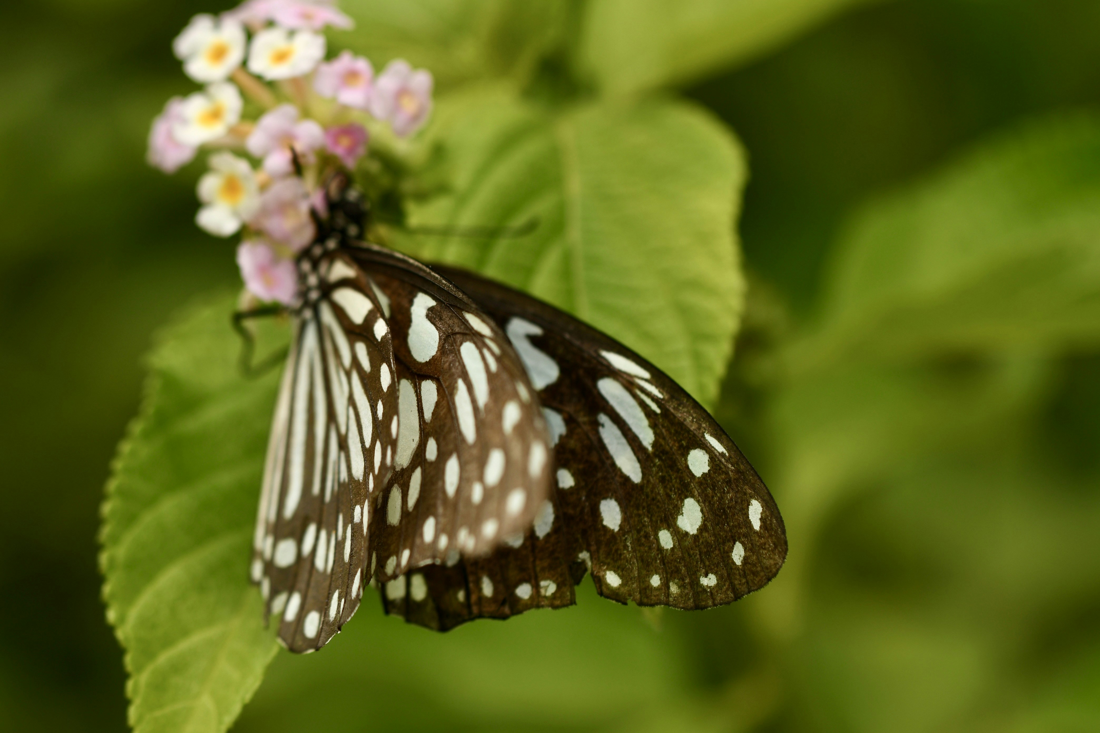 Photo by wrishi2004m