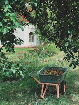 A lush garden scene featuring a wheelbarrow filled with apples. The garden is abundant with green foliage, flowering plants, and trees. In the background, there is a building with an arched window, partially visible behind the trees.