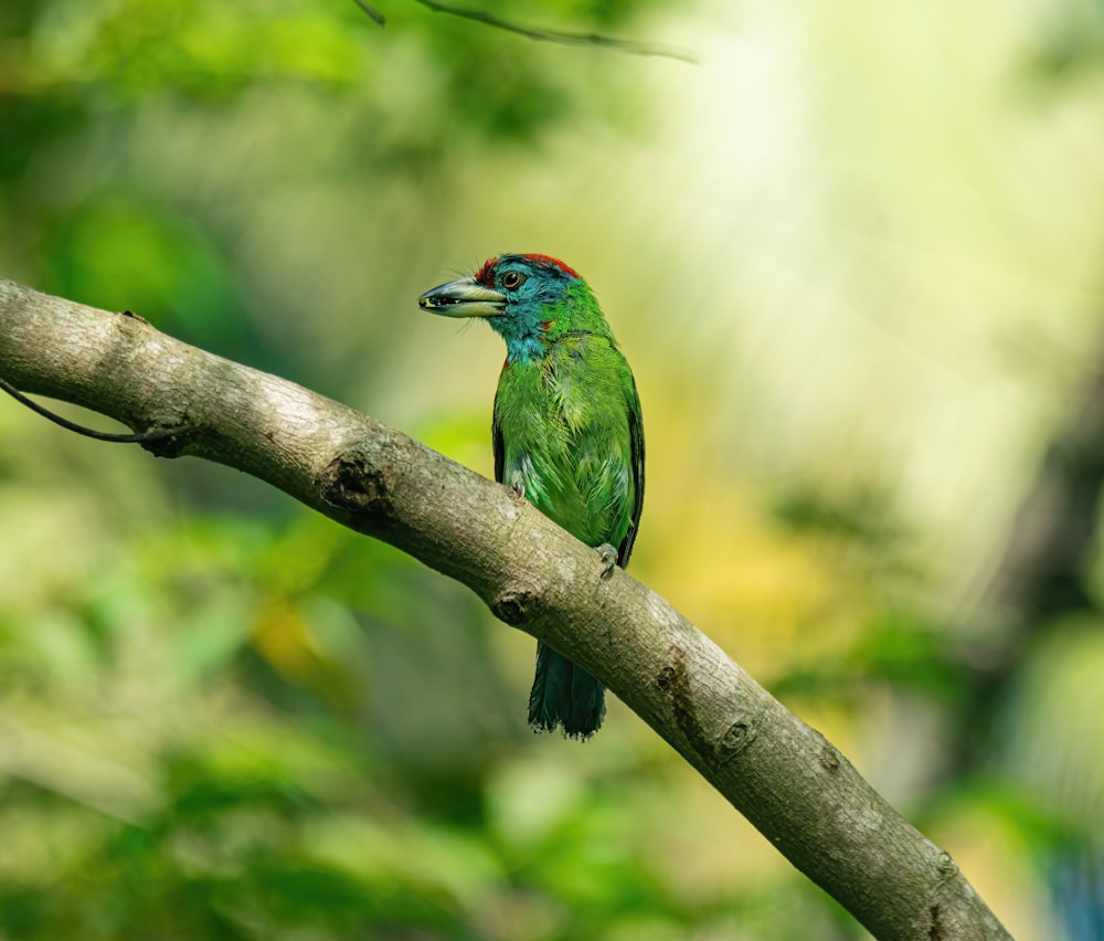 a green bird perched on a tree branch