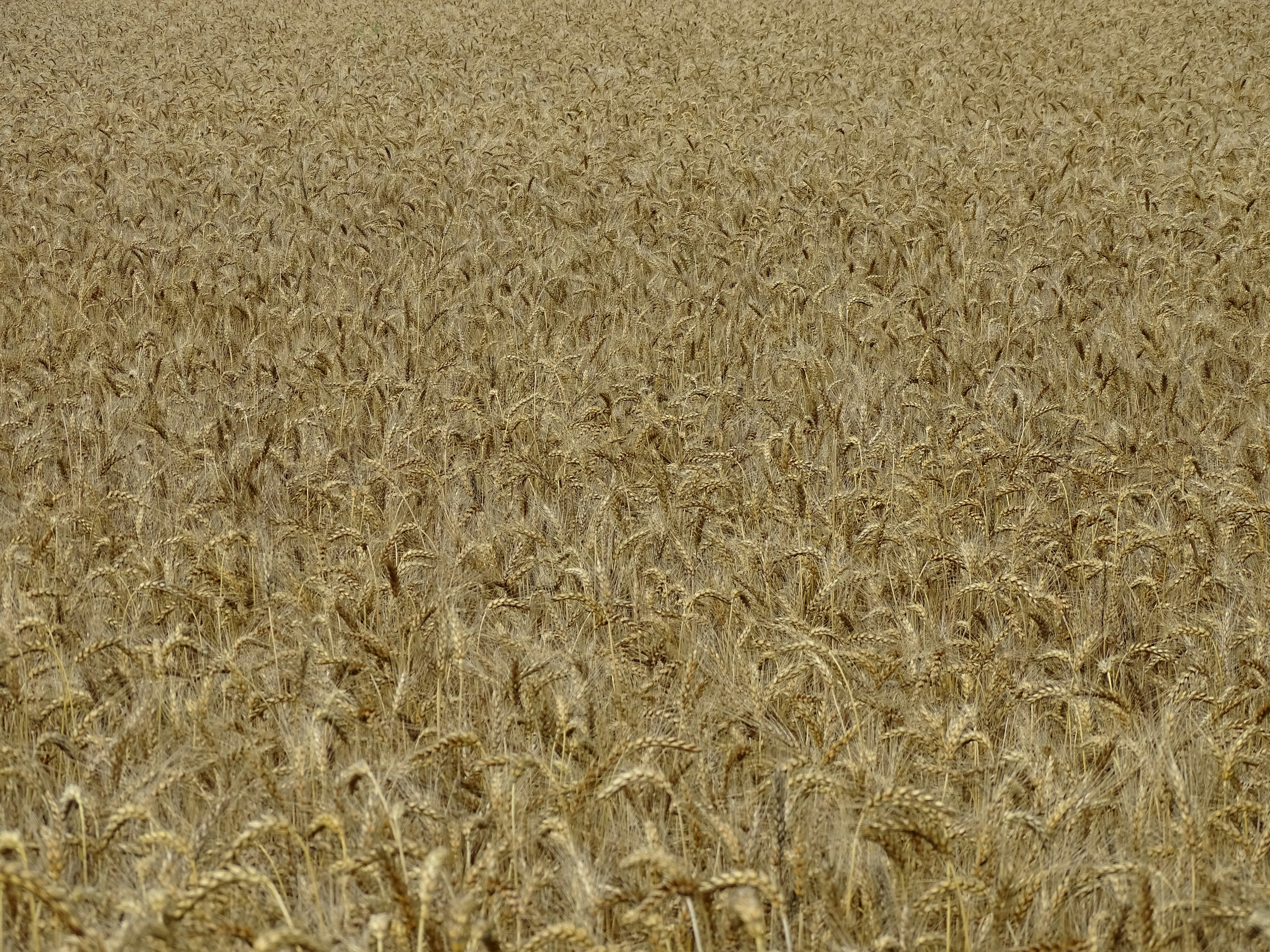 Photo by stevengbrown