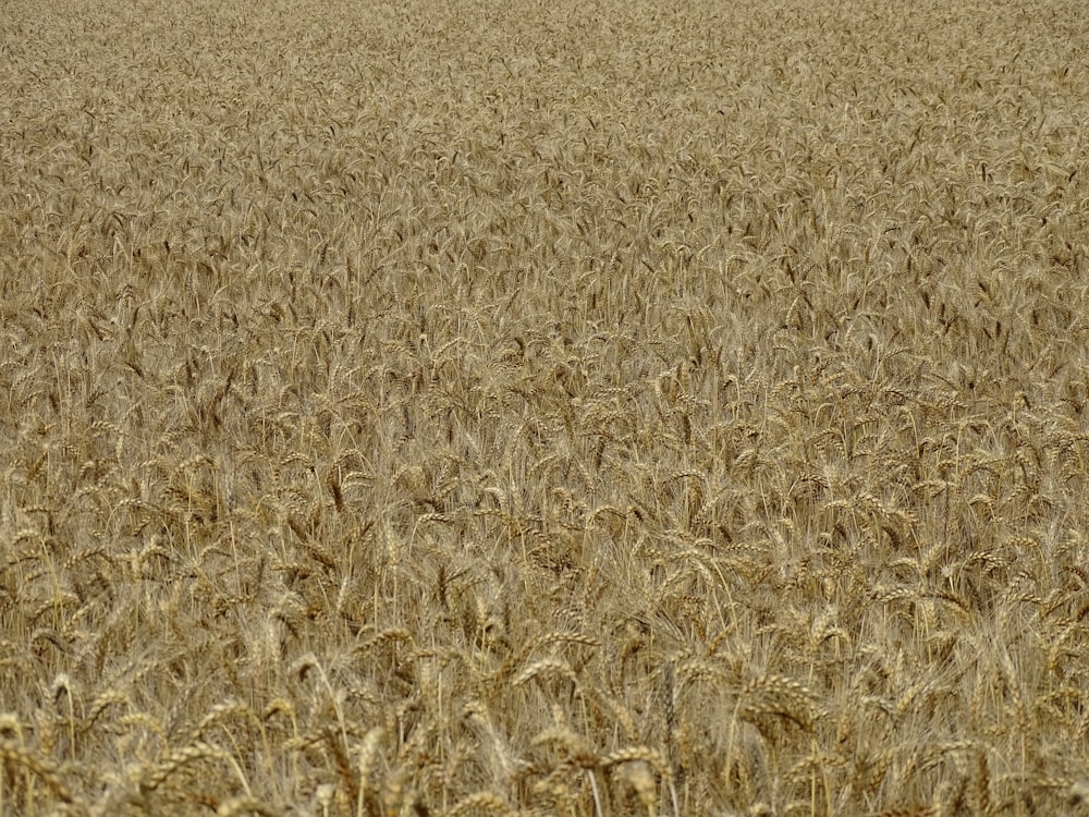 a large field of wheat is shown in the foreground