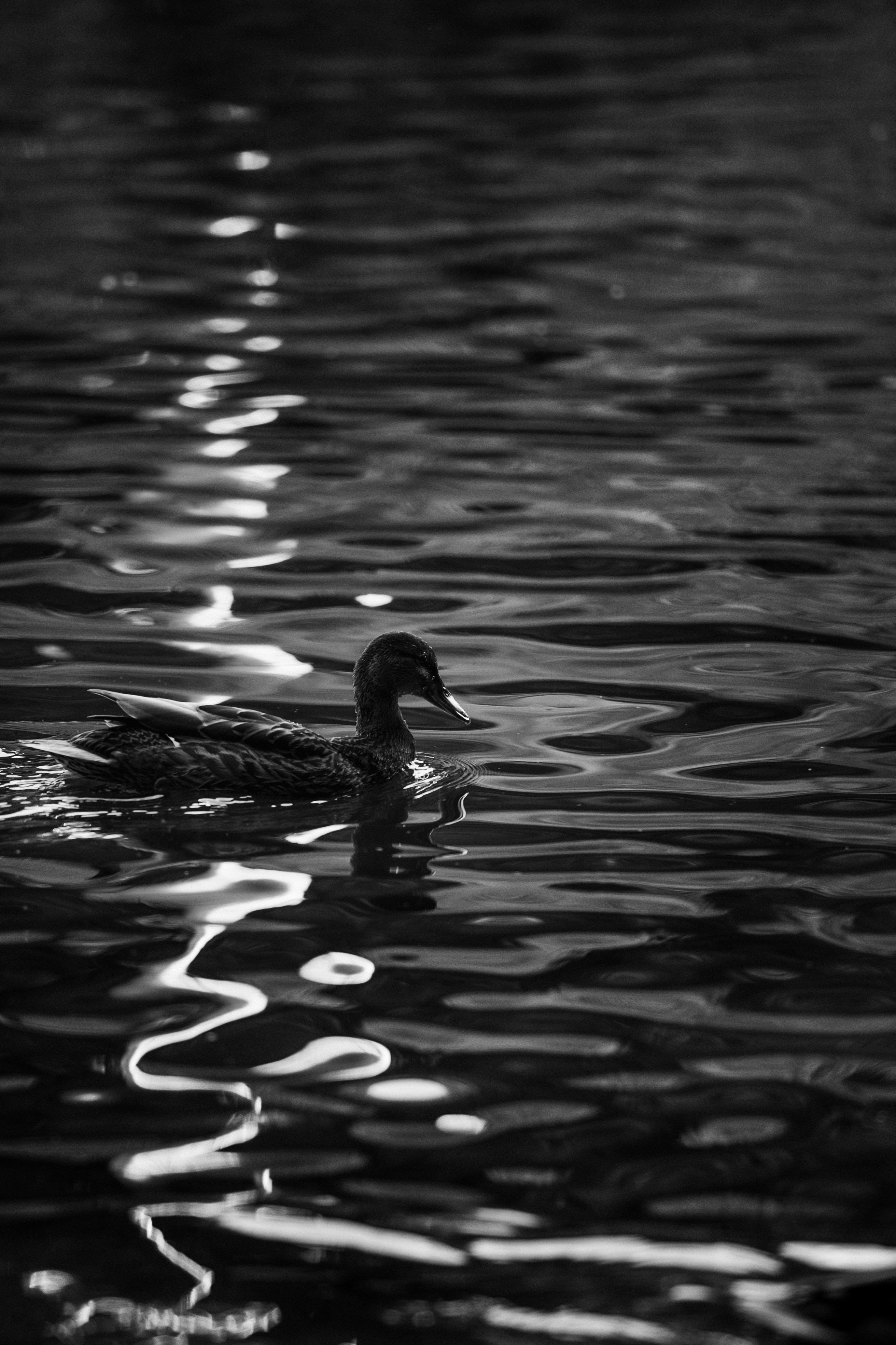 Photo by khodzinskyi