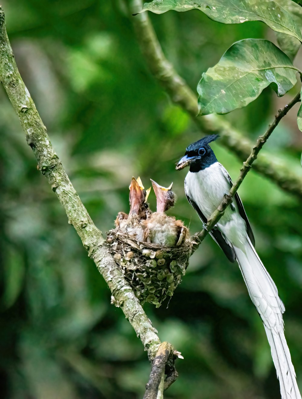 a bird feeding its babies in a tree