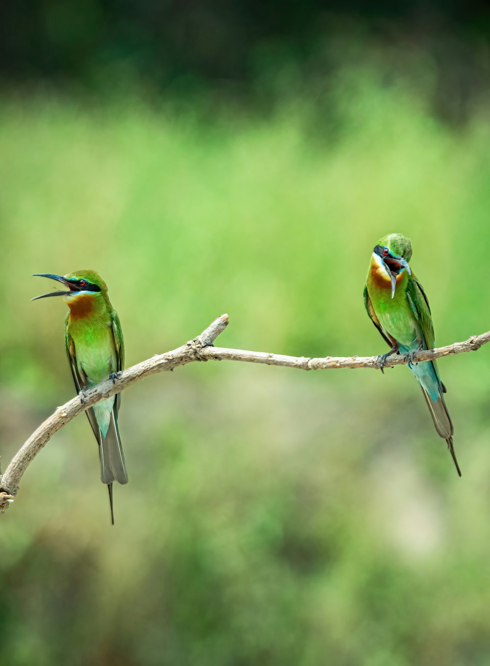 a couple of birds sitting on top of a tree branch