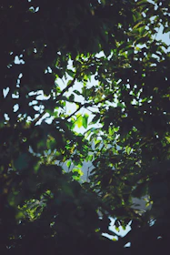 Lush green rainforest canopy with sunlight filtering through the leaves.