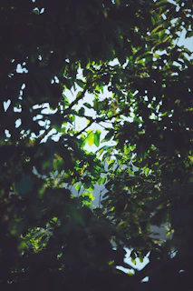 Lush green rainforest canopy with sunlight filtering through the leaves.