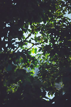 Lush Amazon rainforest canopy with sunlight filtering through dense green leaves.