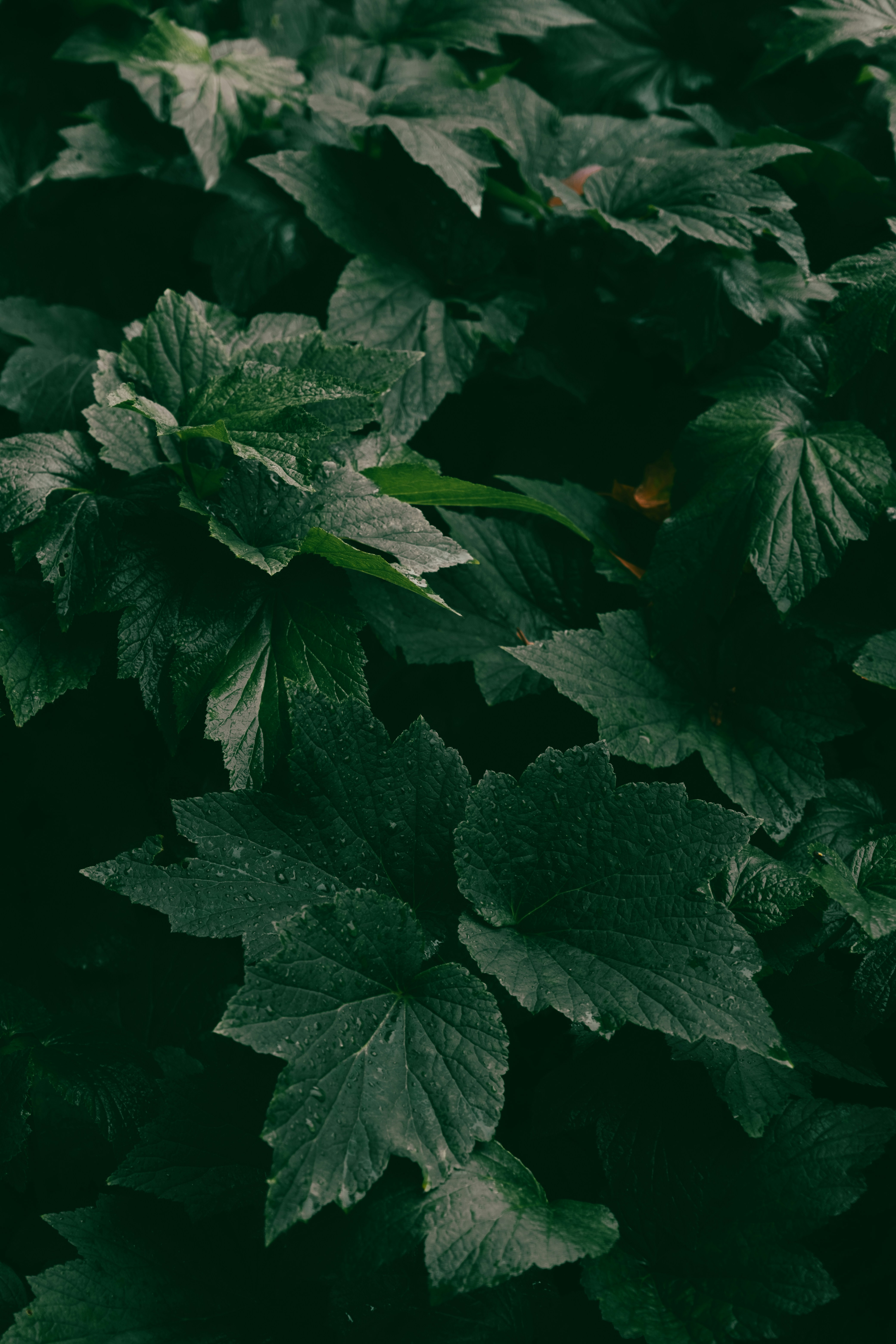 Photo by nellie_adamyan