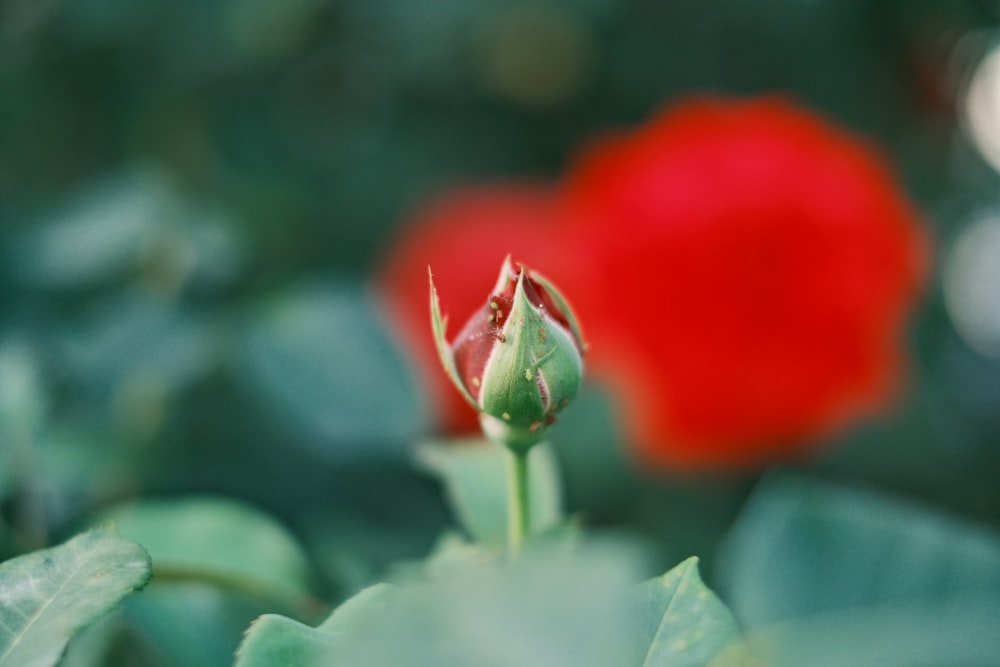 a close up of a flower with a blurry background