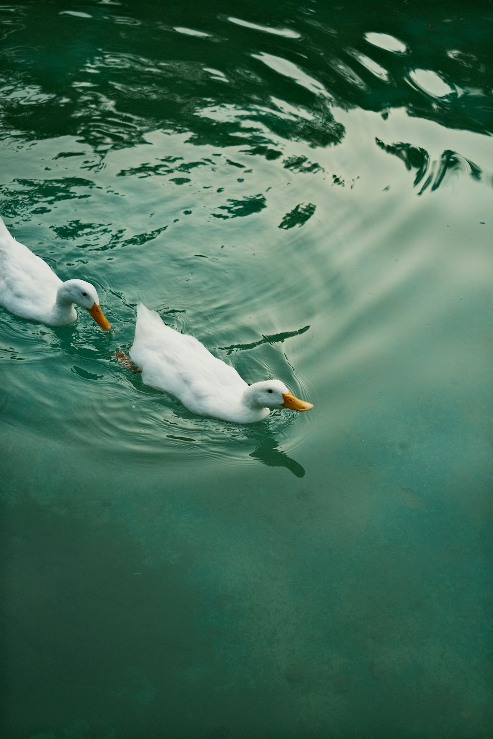 a couple of ducks swimming in a body of water