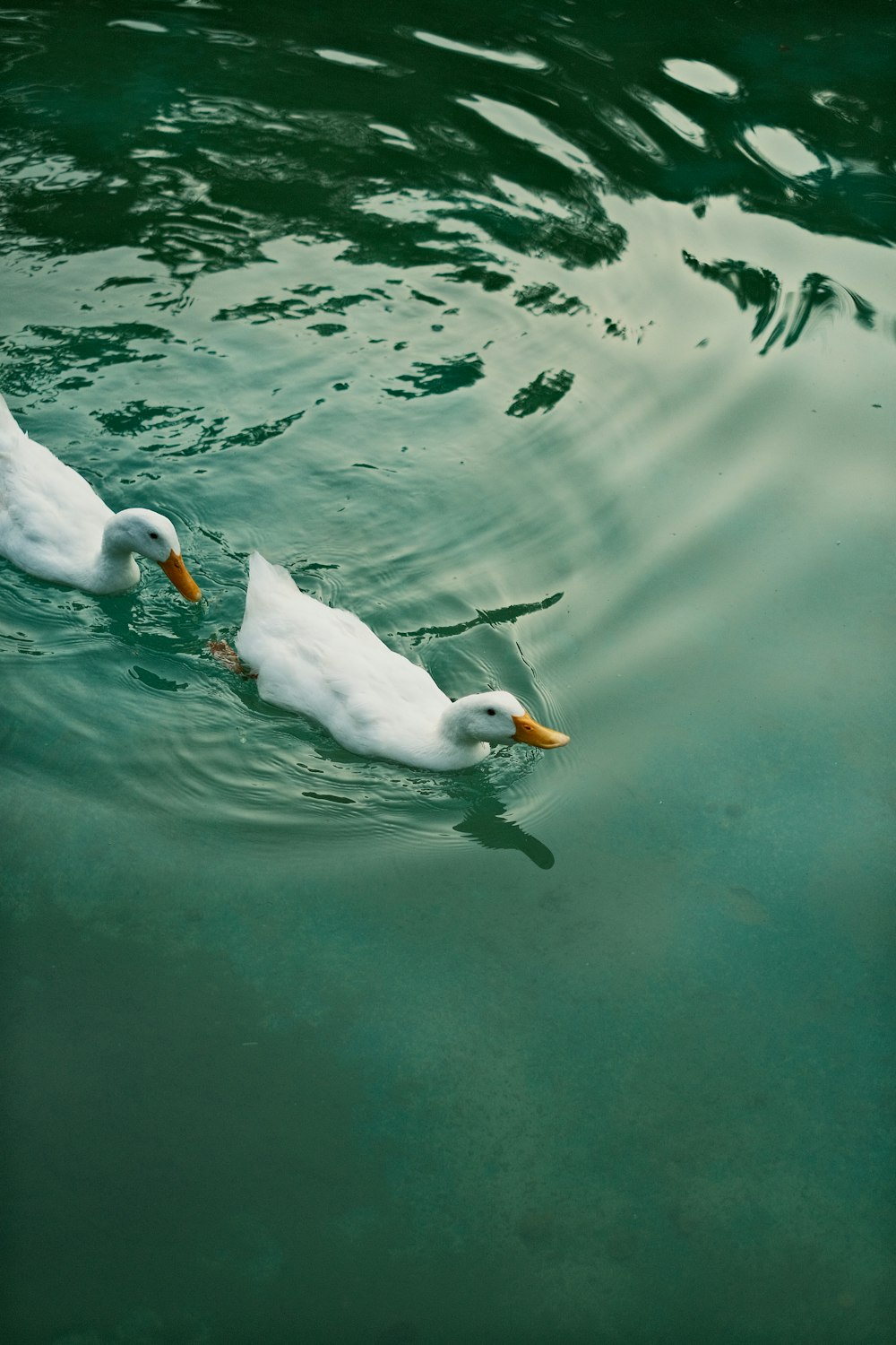 Un par de patos nadando en un cuerpo de agua