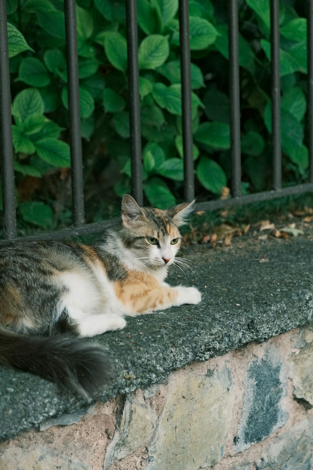 a cat sitting on a ledge next to a fence