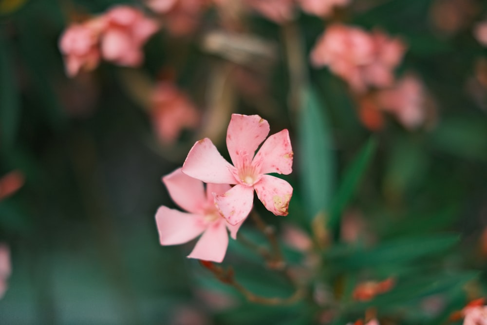 a pink flower with green leaves in the background