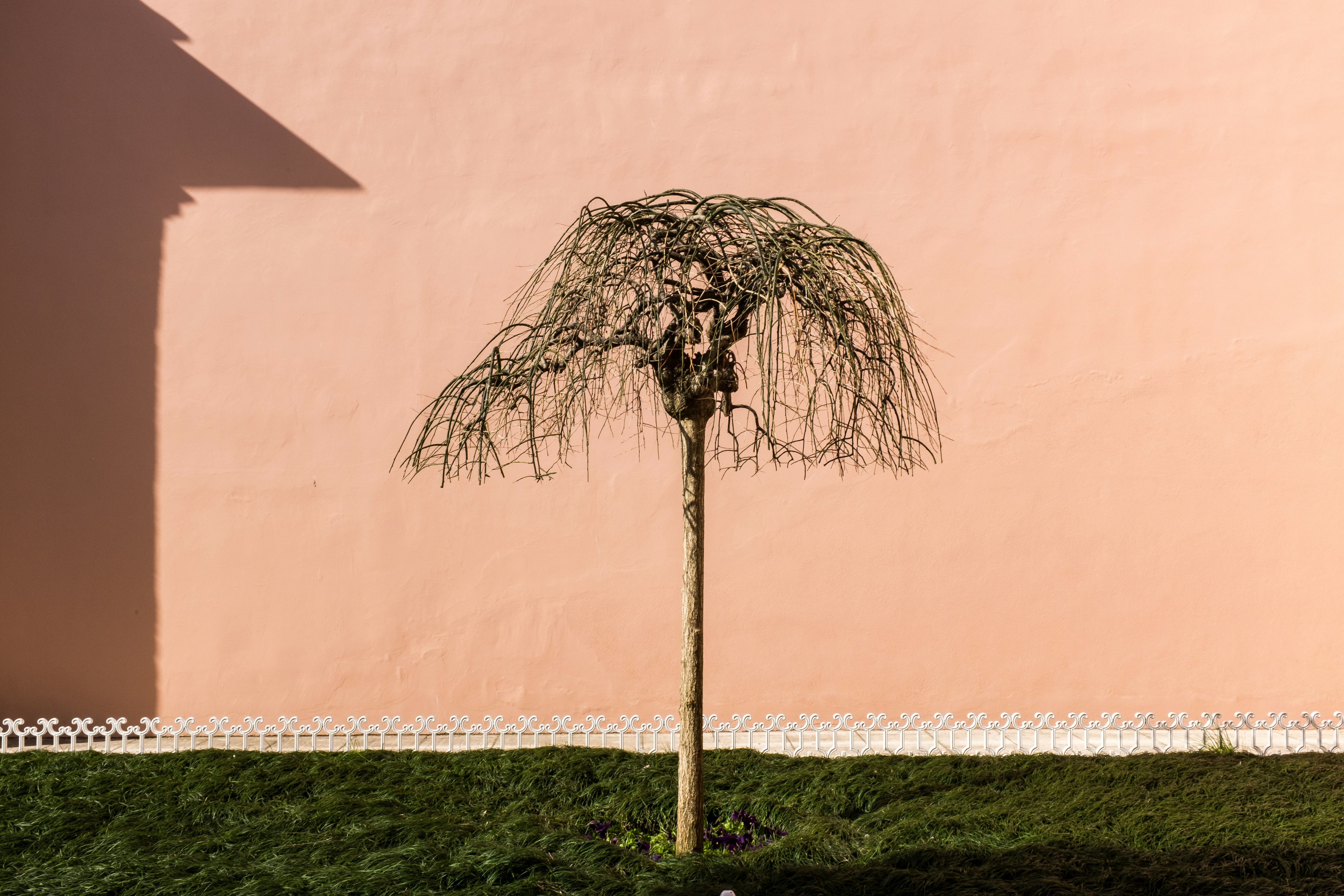 a small tree in a grassy area next to a pink wall