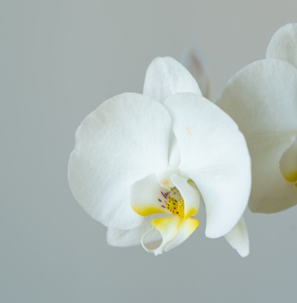 a white flower with yellow stamen and a white background