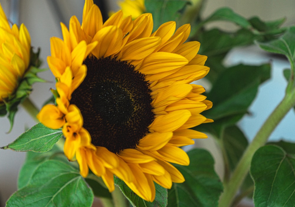 a close up of a sunflower with green leaves