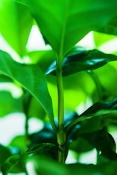 A close-up of a lush green plant thriving in a sustainable environment.