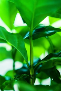 Close-up of vibrant green plant tissue cultures thriving in a high-tech laboratory environment.