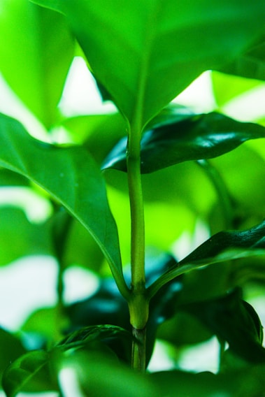 Close-up of vibrant green plant tissue cultures thriving in a high-tech laboratory environment.