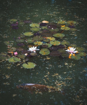 Vijver met waterlelies - voorbeeld vijverarchitect