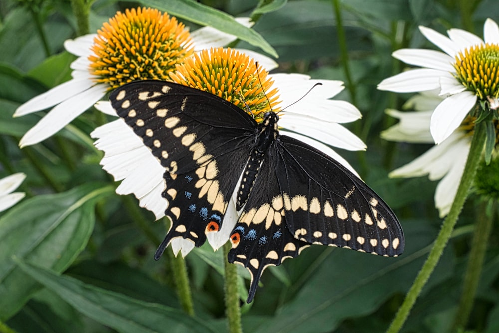 a black and yellow butterfly sitting on a white flower