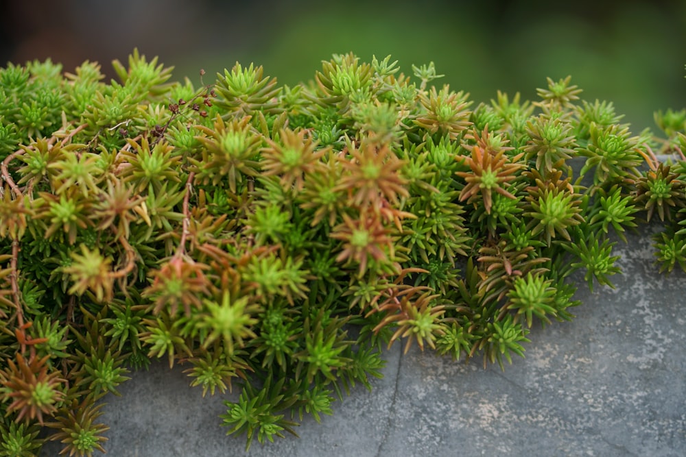 a close up of a moss growing on a rock