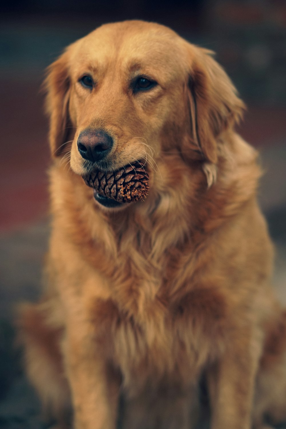 um cão com uma pinha na boca