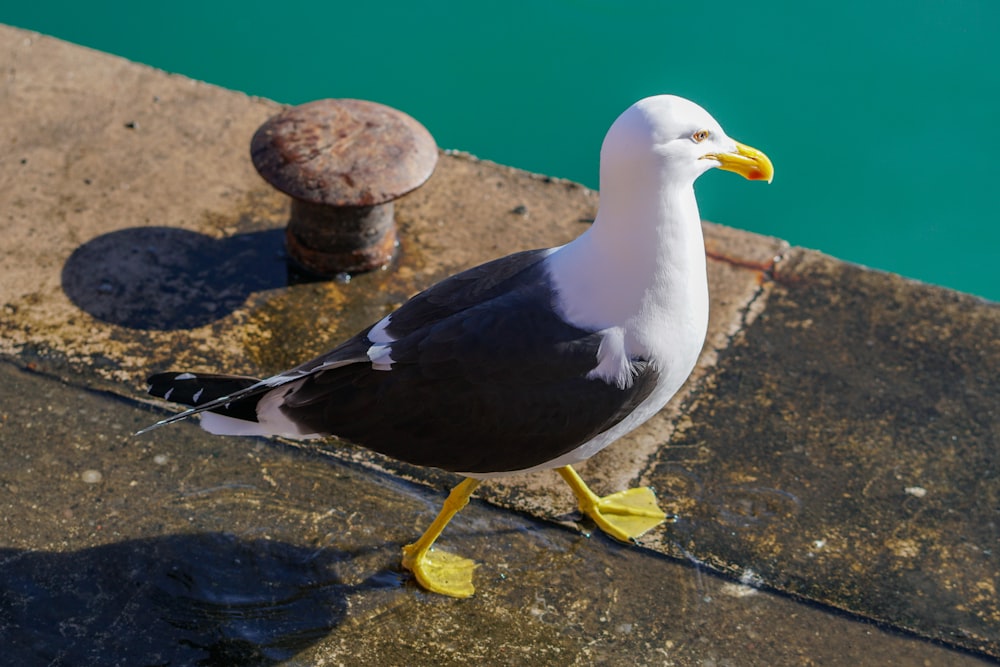 un gabbiano in piedi sul bordo di una piscina