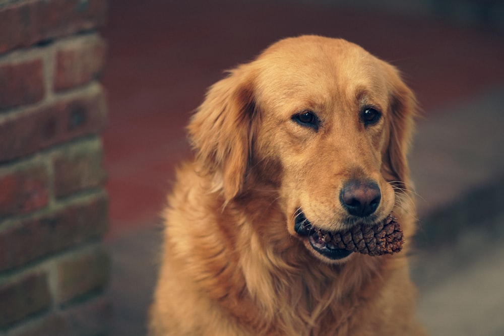 a golden retriever dog holding a pine cone in its mouth