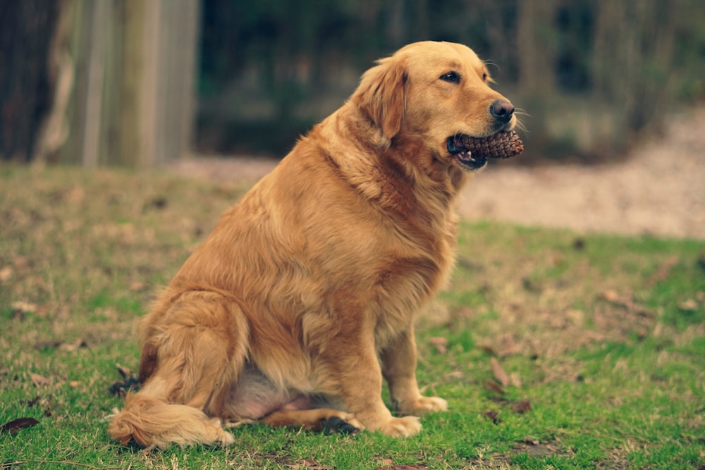 um grande cão marrom sentado em cima de um campo verde exuberante