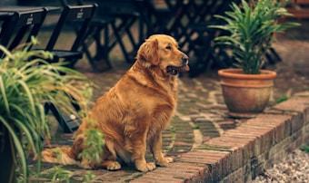 A golden retriever sits on a brick patio, holding a pine cone in its mouth. The scene includes several potted plants and folded wooden chairs in the background, creating an outdoor setting with a cozy, rustic atmosphere.