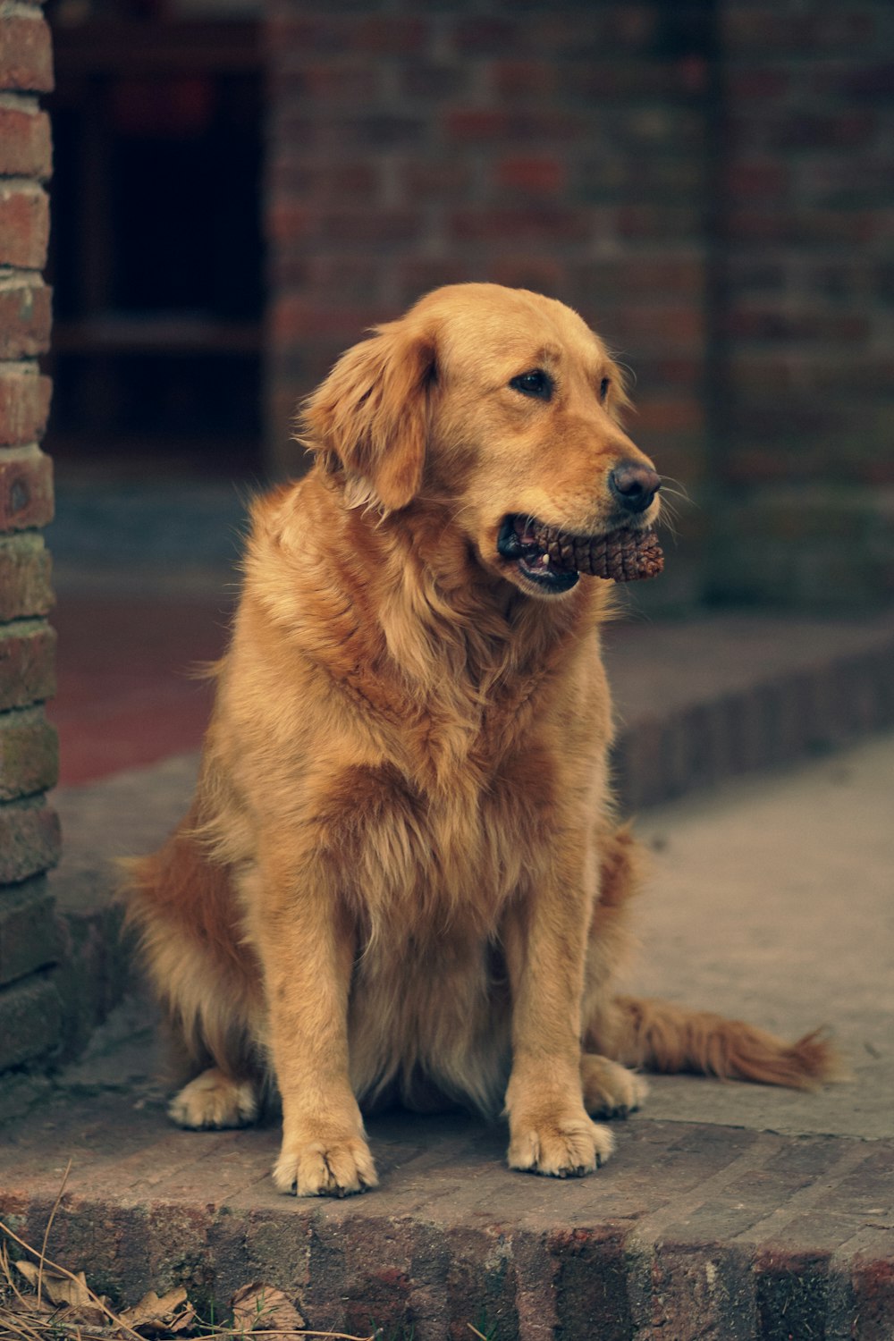 a brown dog sitting on a sidewalk next to a brick wall