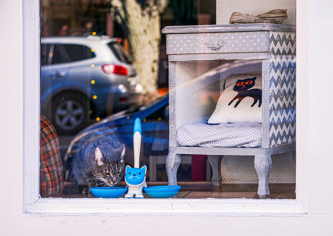 a cat sitting in a window with a blue bowl, Cat in the store