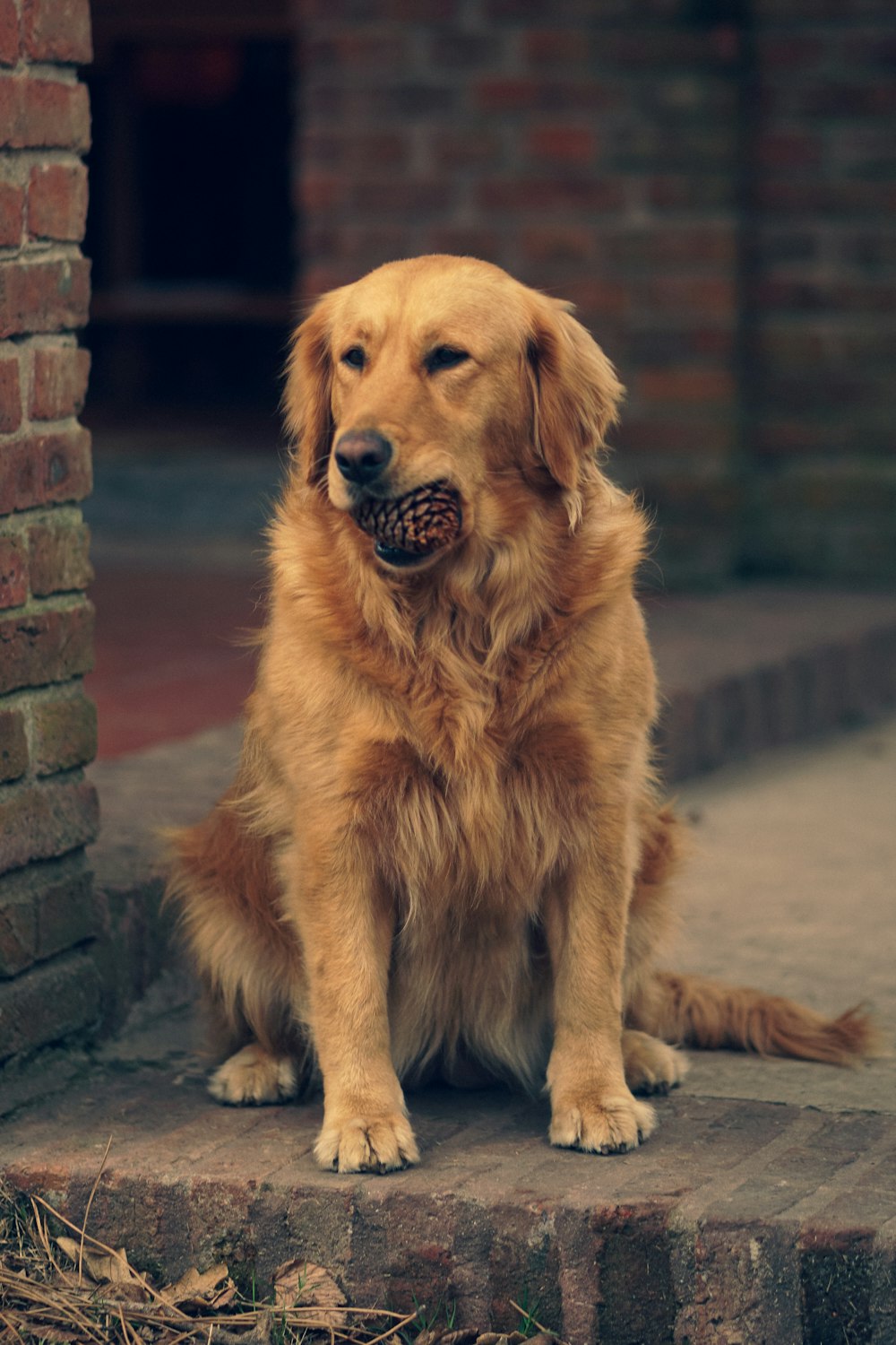 a golden retriever sitting on a step with a pine cone in its mouth