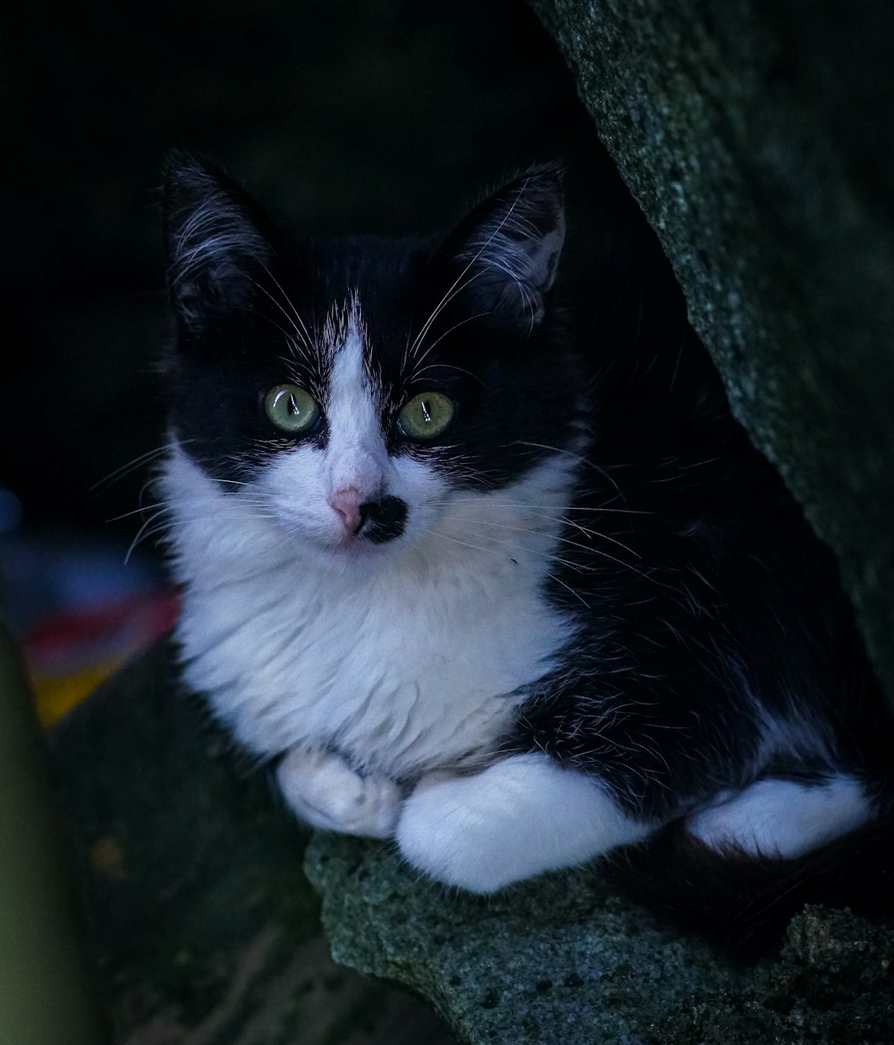 a black and white cat sitting on a rock