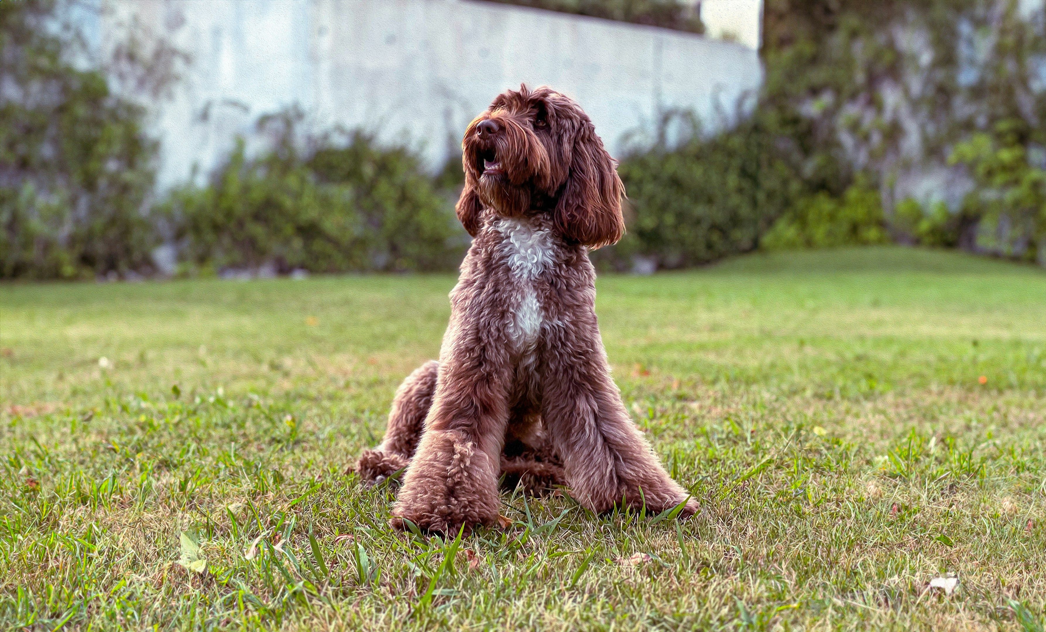 a brown dog sitting on top of a lush green field