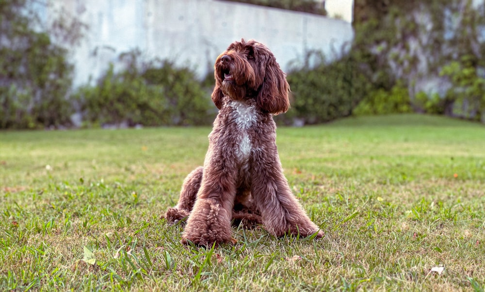 a brown dog sitting on top of a lush green field