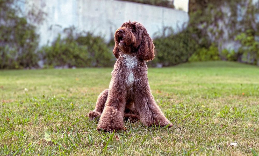 ein brauner Hund, der auf einem üppigen grünen Feld sitzt