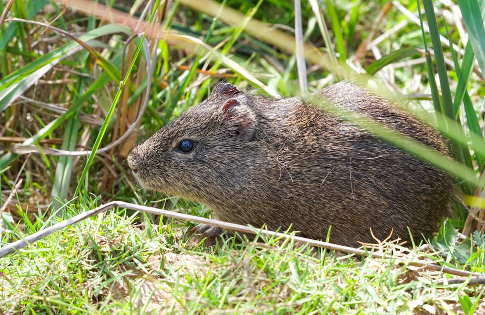 Un capibara está sentado en la hierba