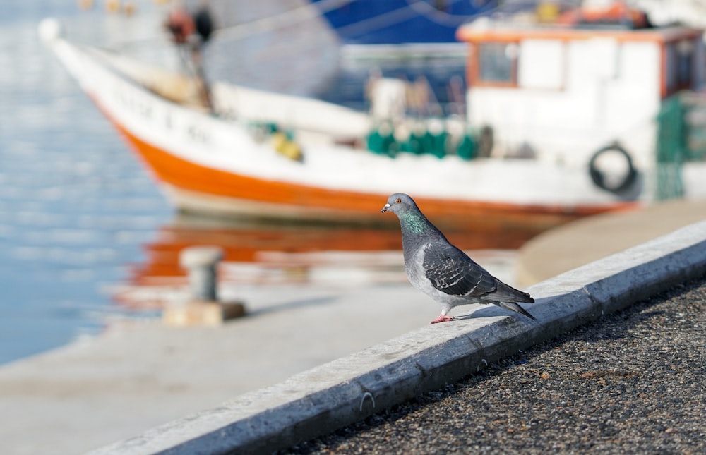 a pigeon sitting on a ledge next to a body of water