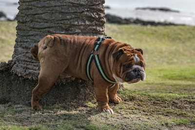 A bulldog wearing a black harness is standing beside a tree trunk in a grassy outdoor area. The background includes a body of water and rocky formations.
