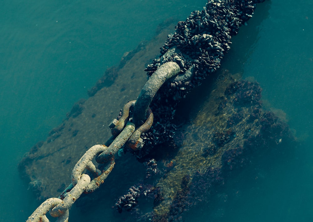 una cadena atada a un bote en el agua